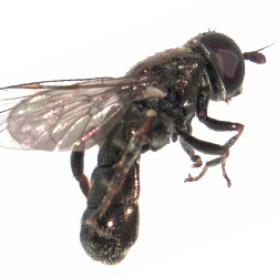Eumerus funeralis